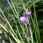 Lobelia urens Квітка