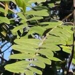 Cassia grandis पत्ता