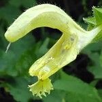 Salvia glutinosa Blüte