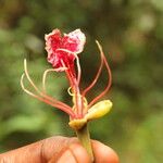 Afzelia bipindensis Flor