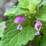 Lamium purpureumFlor