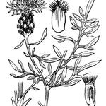 Centaurea hanryi autre