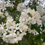 Cordia alliodora Flower