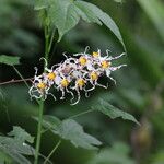 Oncidium spp. Flower