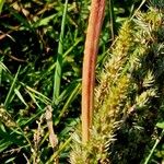 Amaranthus hybridus چھال