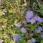 Symphyotrichum oolentangiense 花