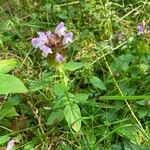 Prunella vulgarisFlower