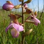 Eulophia latilabris Flor