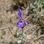 Salvia lavandulifolia subsp. mariolensis花