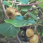 Actinidia chinensis Frukt