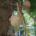 Couroupita guianensis Fruit