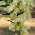 Acacia victoriae Çiçek