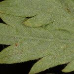 Potentilla intermedia Leaf