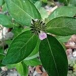 Rostellularia procumbens Flower