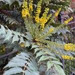 Berberis japonica Leaf