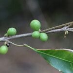Pleiocarpa pycnantha Fruit