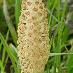 Equisetum telmateia Blüte