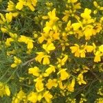 Genista lydia Lorea