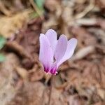 Cyclamen hederifoliumFlower