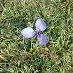Herbertia lahue Lorea
