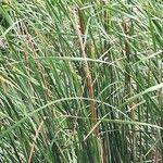 Typha domingensisFlower