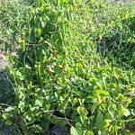 Dioscorea polystachya Hábito