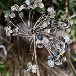 Allium senescens Fruit