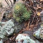 Mammillaria decipiens Foglia