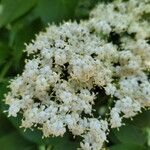 Sambucus canadensis花