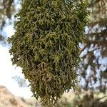 Arceuthobium oxycedri Habit
