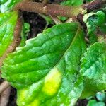 Plectranthus brevimentum