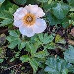 Anemone sylvestris অভ্যাস