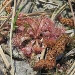 Drosera brevifolia Ліст