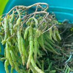 Salicornia procumbens পাতা