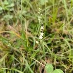 Spiranthes spiralisFlower