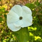 Cornus florida Çiçek