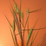 Elymus virginicus Habitus