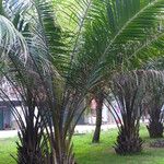 Elaeis guineensis Habit