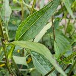 Rudbeckia fulgida Лист