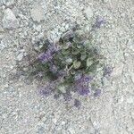 Linaria alpina Flower