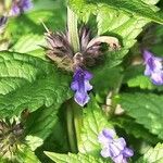 Nepeta grandiflora Flor