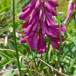 Hedysarum hedysaroides Flower