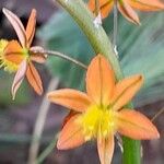 Bulbine frutescens Blüte