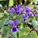 Viola hirta 花