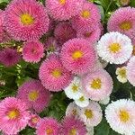 Bellis rotundifolia Flower