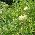 Cynara cardunculusFiore