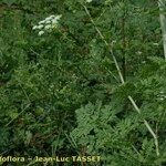 Conium maculatum Habit