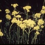 Polygala cymosa Hábito