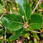 Chamaemespilus alpina Celota