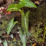 Syngonium wendlandii Leht